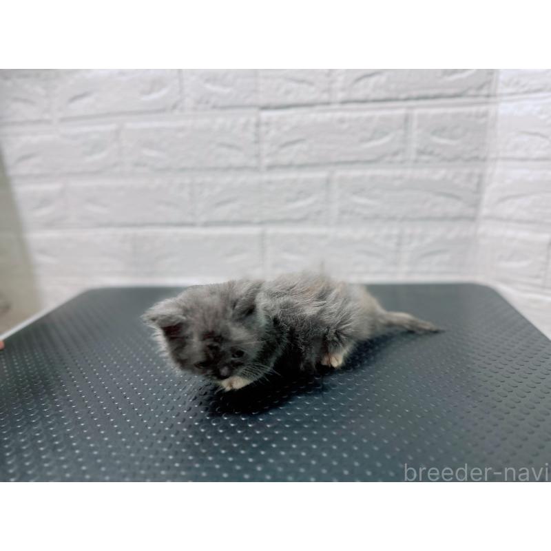 販売中の鹿児島県のミックス-126947の3枚目