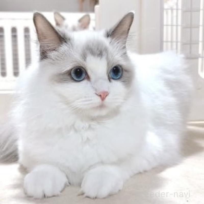 コロンちゃん1枚目