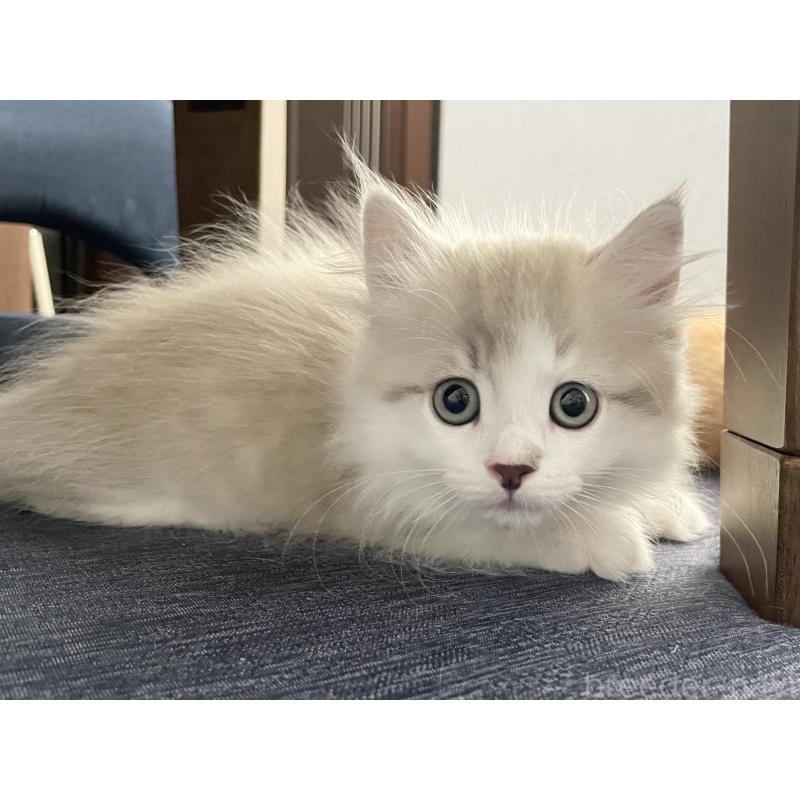 商談中の愛知県のミヌエット(短足)-126927の9枚目