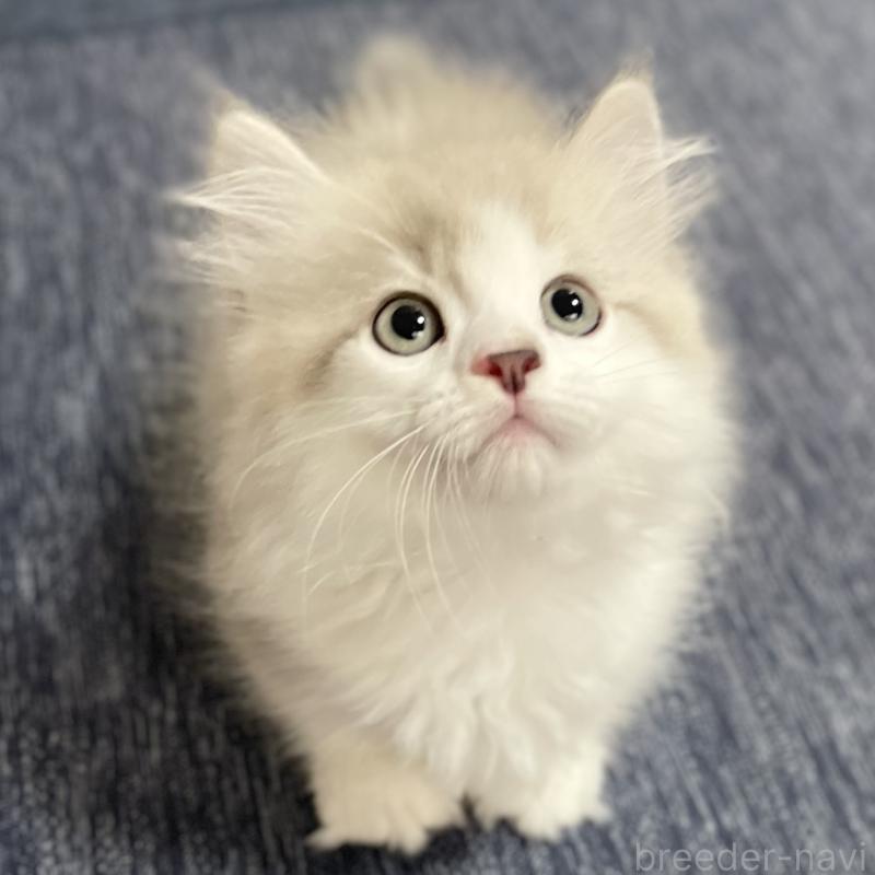 商談中の愛知県のミヌエット(短足)-126927の8枚目