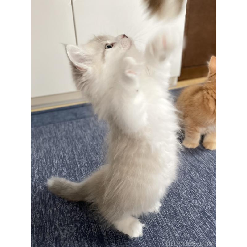 商談中の愛知県のミヌエット(短足)-126927の7枚目