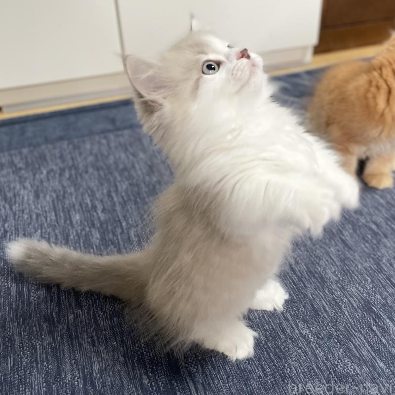 商談中の愛知県のミヌエット(短足)-126927の6枚目