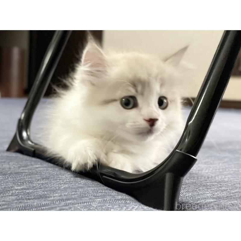 商談中の愛知県のミヌエット(短足)-126927の5枚目