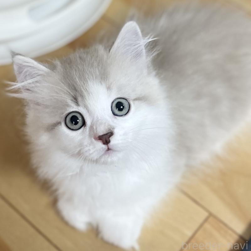 商談中の愛知県のミヌエット(短足)-126927の4枚目