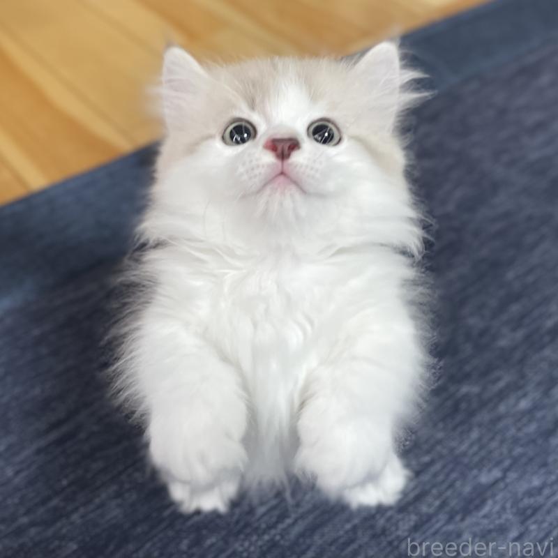 商談中の愛知県のミヌエット(短足)-126927の3枚目