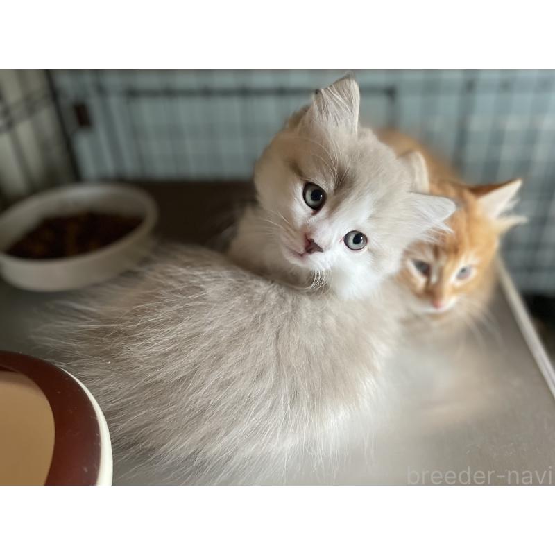 商談中の愛知県のミヌエット(短足)-126927の2枚目