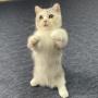 オンライン見学
