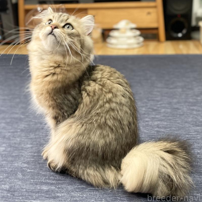 販売中の愛知県のミヌエット-117954の5枚目