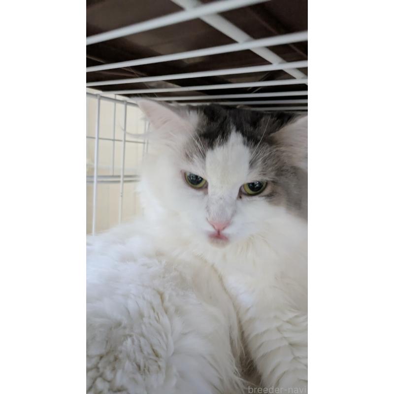 販売中の大阪府のマンチカン-124587の5枚目