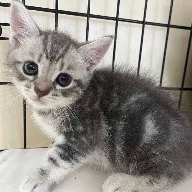 販売中の福岡県のスコティッシュフォールド-128898の8枚目