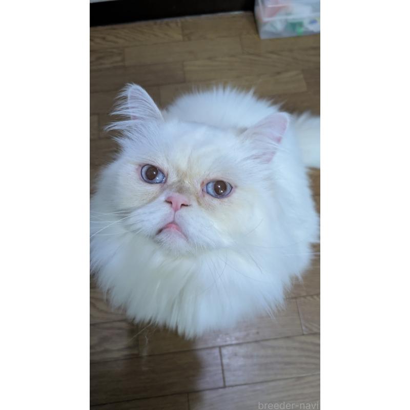 販売中の大阪府のミヌエット-119962の4枚目