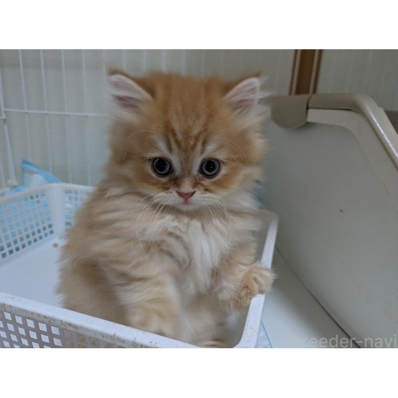 成約済の栃木県のミヌエット(短足)-128526の3枚目