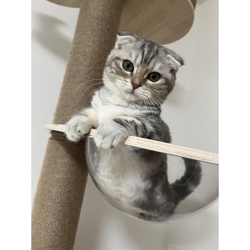 販売中の埼玉県のマンチカン-122149の2枚目