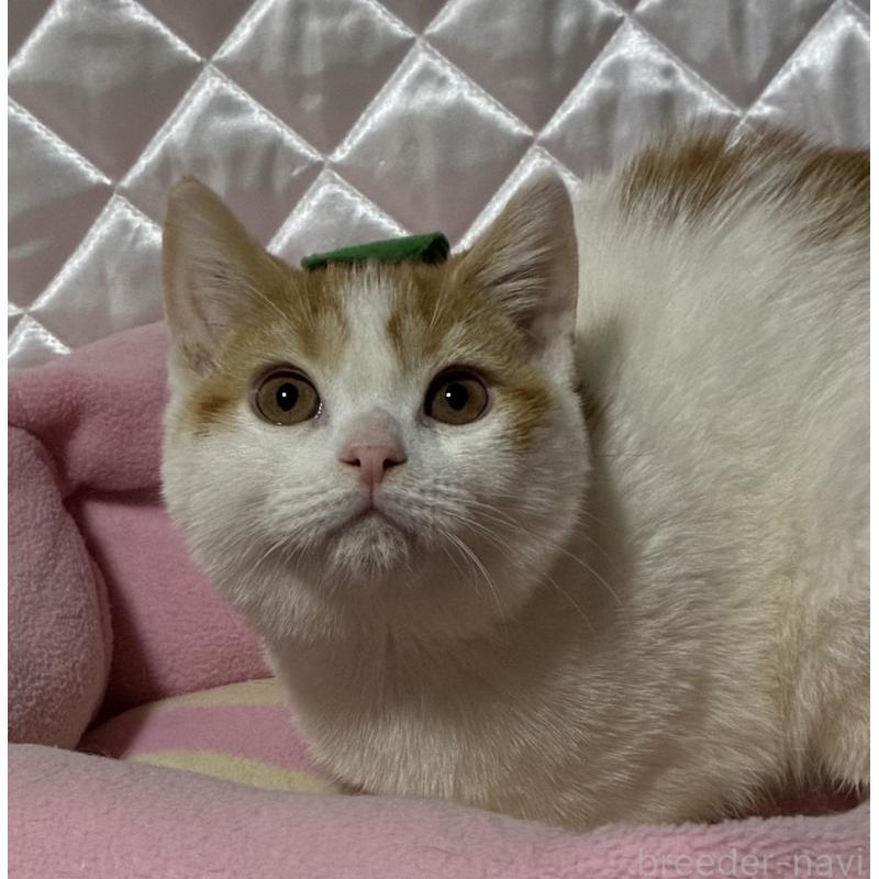 販売中の神奈川県のスコティッシュフォールド-127058の7枚目