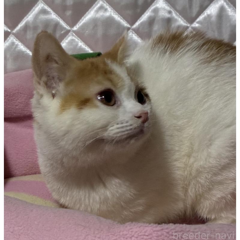 販売中の神奈川県のスコティッシュフォールド-127058の6枚目