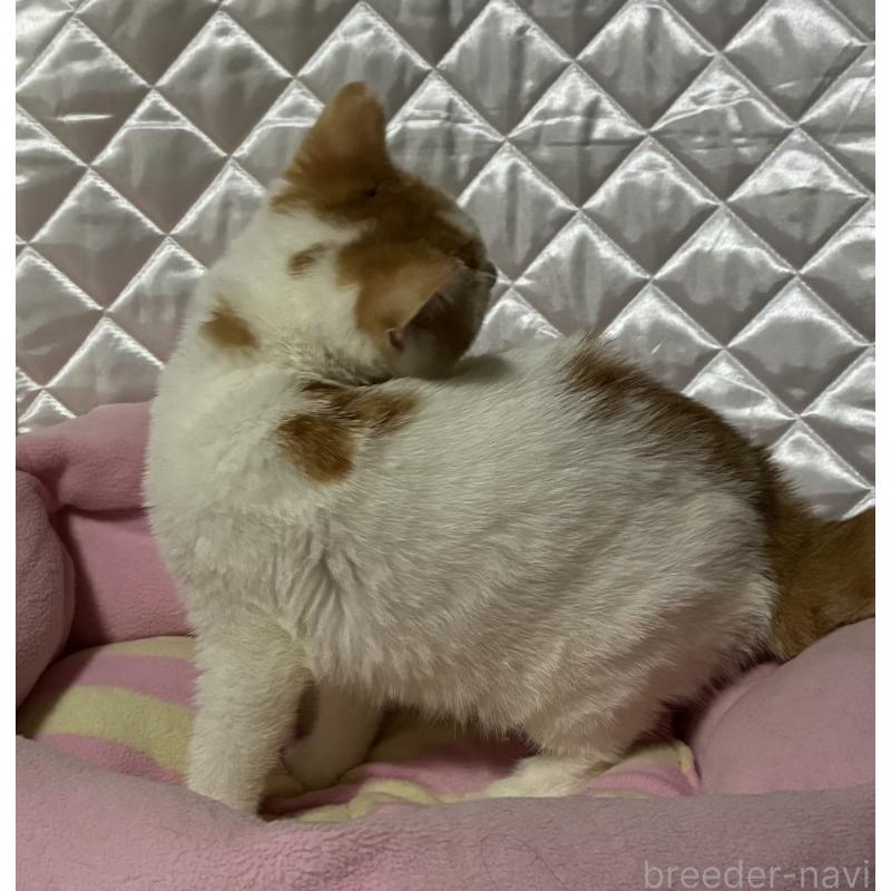 販売中の神奈川県のスコティッシュフォールド-127058の5枚目