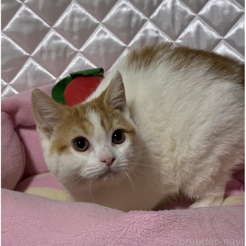 販売中の神奈川県のスコティッシュフォールド-127058の4枚目