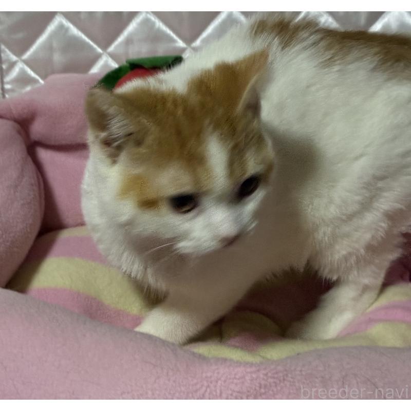 販売中の神奈川県のスコティッシュフォールド-127058の3枚目