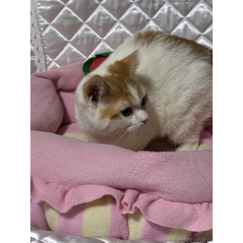 販売中の神奈川県のスコティッシュフォールド-127058の2枚目