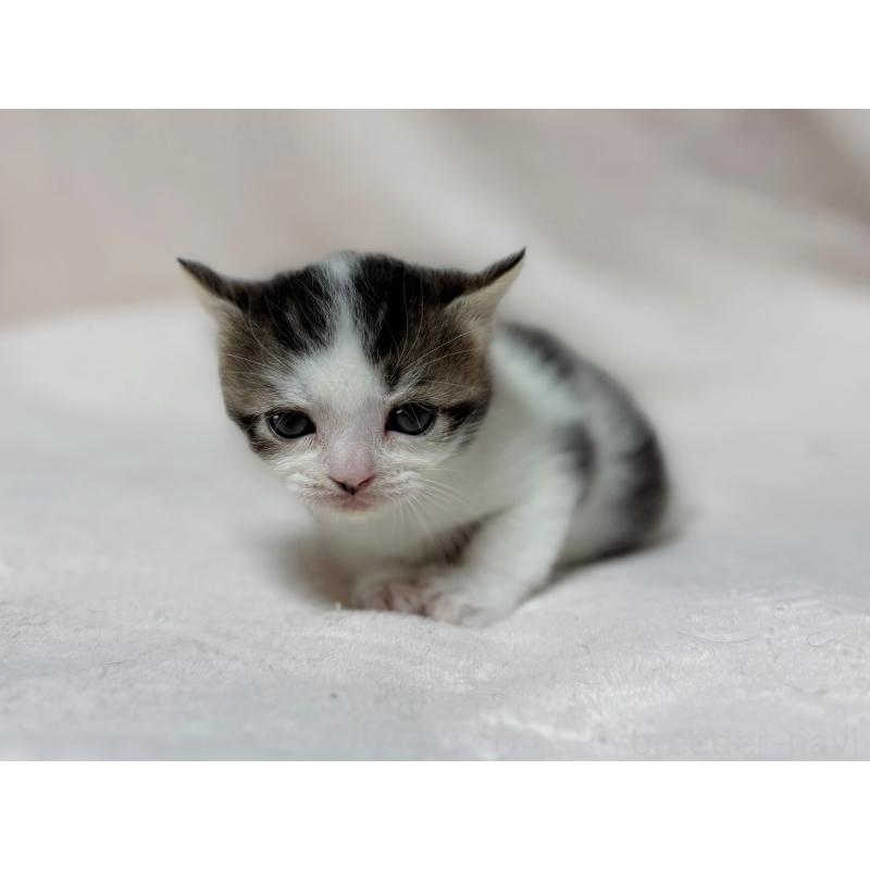 成約済の東京都のスコティッシュフォールド-128767の12枚目