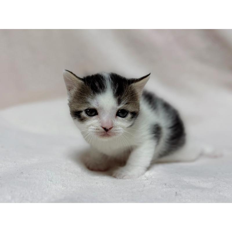 成約済の東京都のスコティッシュフォールド-128767の11枚目