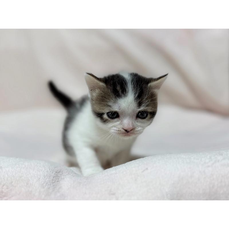 成約済の東京都のスコティッシュフォールド-128767の10枚目