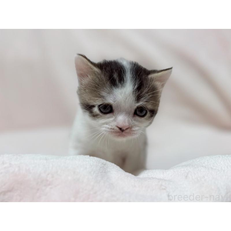 成約済の東京都のスコティッシュフォールド-128767の8枚目