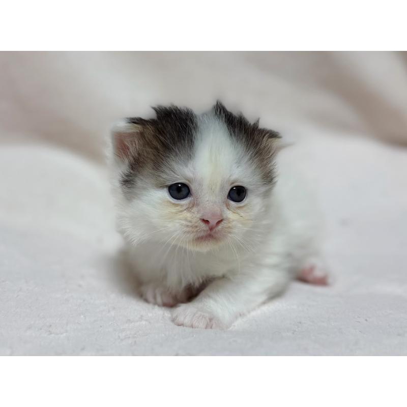 成約済の東京都のスコティッシュフォールド-128766の12枚目