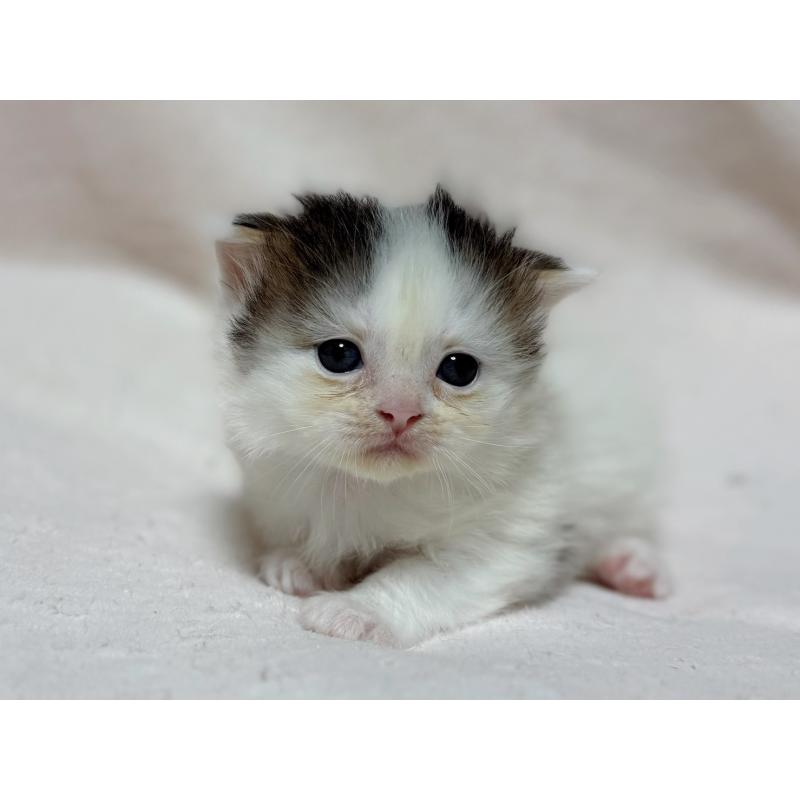 成約済の東京都のスコティッシュフォールド-128766の11枚目