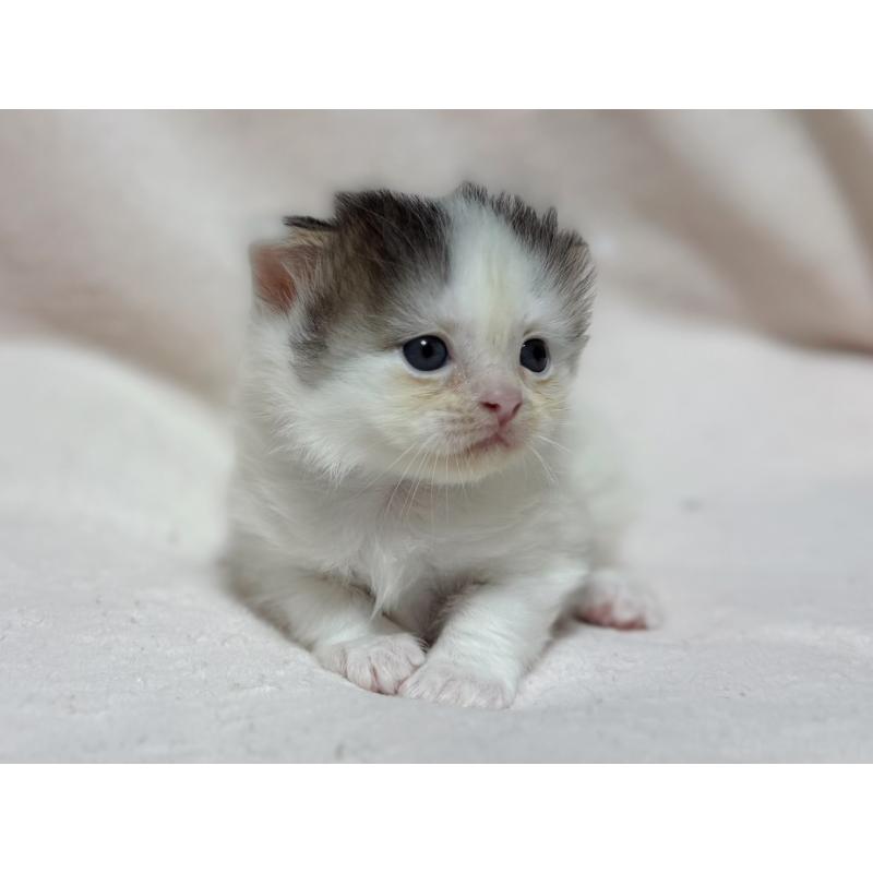 成約済の東京都のスコティッシュフォールド-128766の10枚目