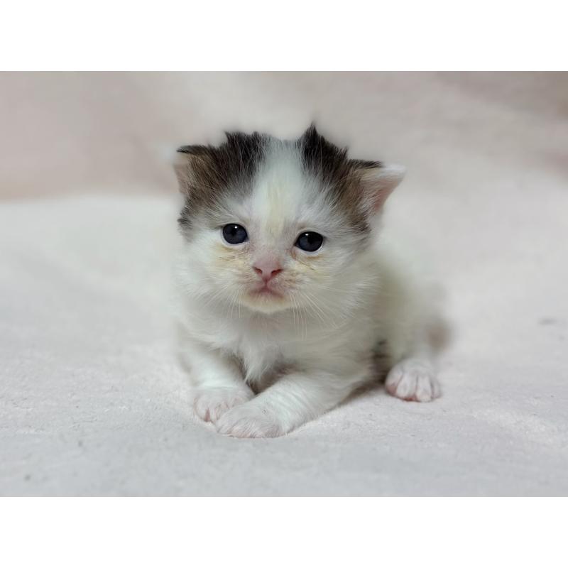 成約済の東京都のスコティッシュフォールド-128766の9枚目