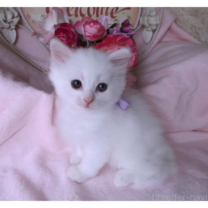 成約済の埼玉県のサイベリアン-127721の2枚目