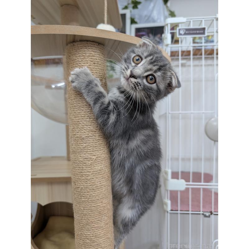 販売中の大阪府のスコティッシュフォールド(折れ耳)-127158の5枚目