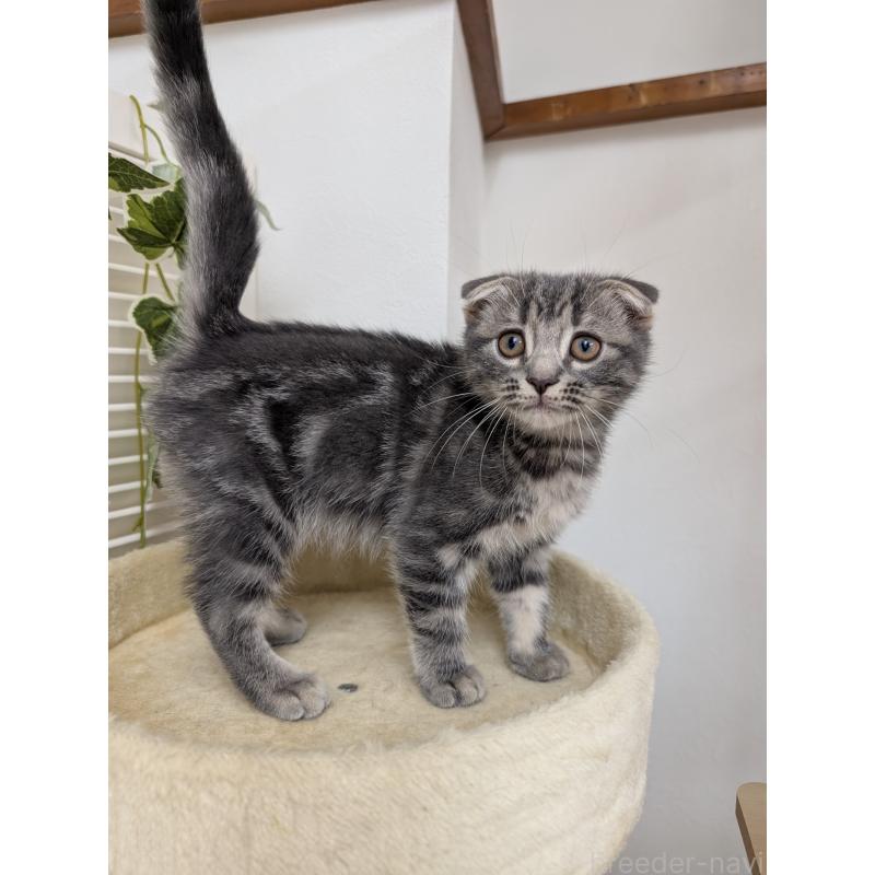 販売中の大阪府のスコティッシュフォールド(折れ耳)-127158の3枚目