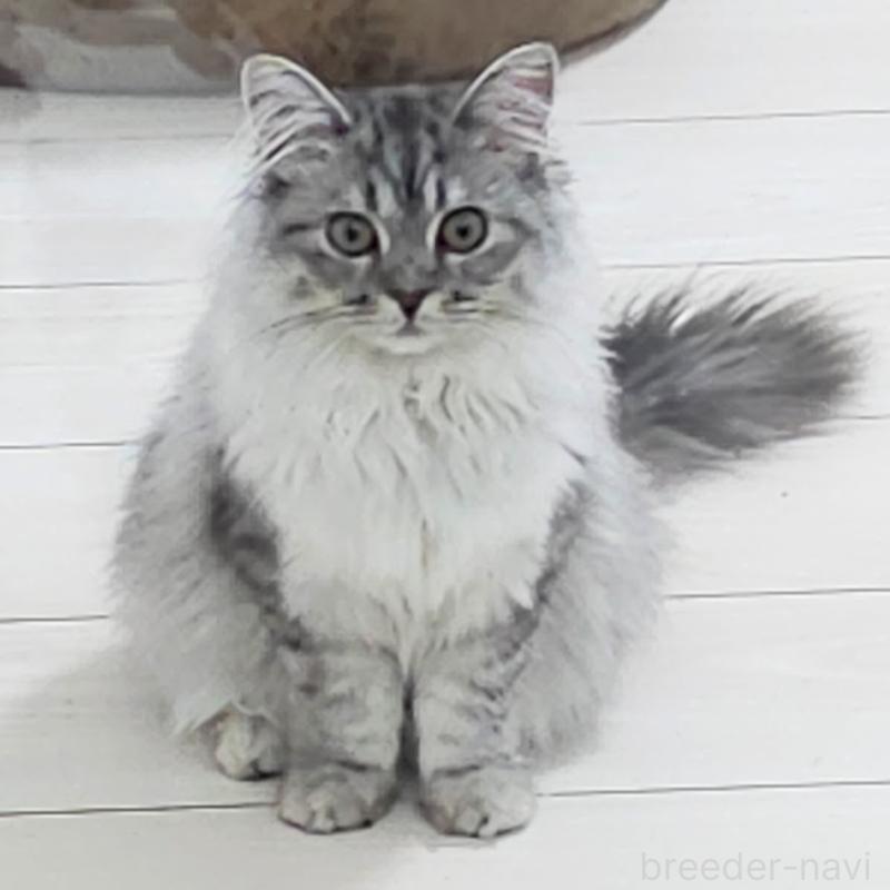 販売中の埼玉県のサイベリアン-122358の3枚目