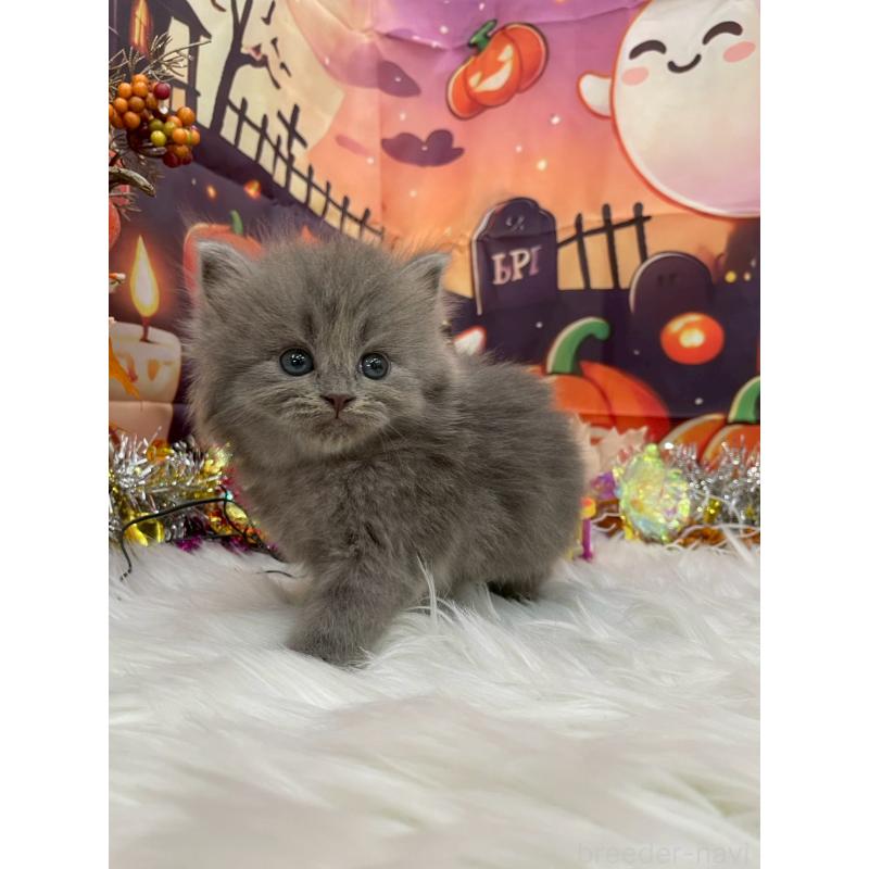 販売中の埼玉県のサイベリアン-129323の6枚目