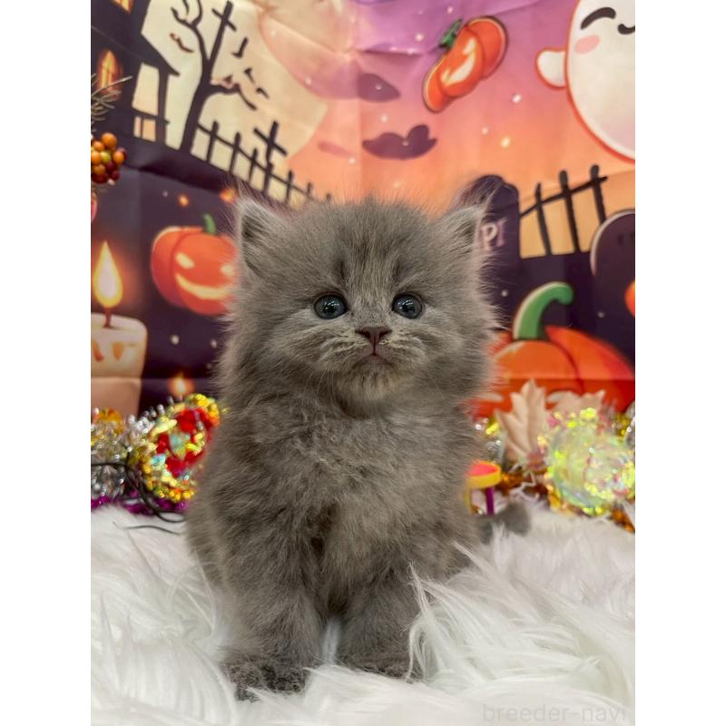 販売中の埼玉県のサイベリアン-129323の5枚目