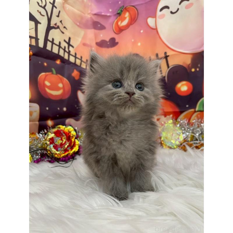 販売中の埼玉県のサイベリアン-129323の4枚目