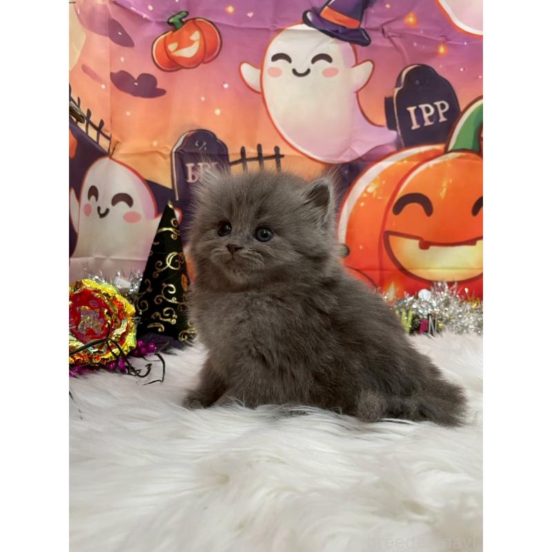 販売中の埼玉県のサイベリアン-129323の3枚目