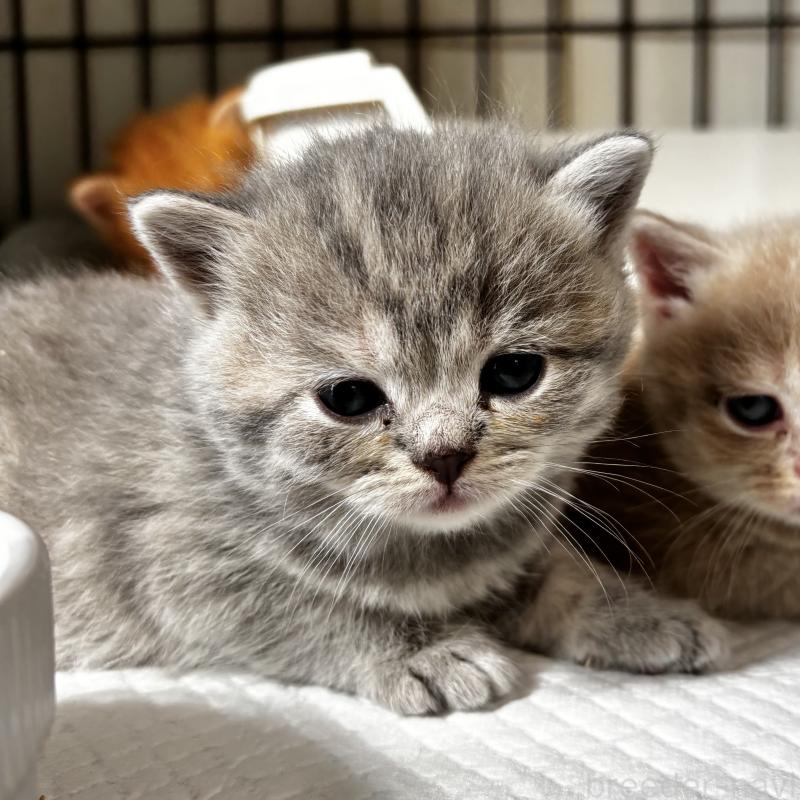 成約済の埼玉県のマンチカン-128135の3枚目