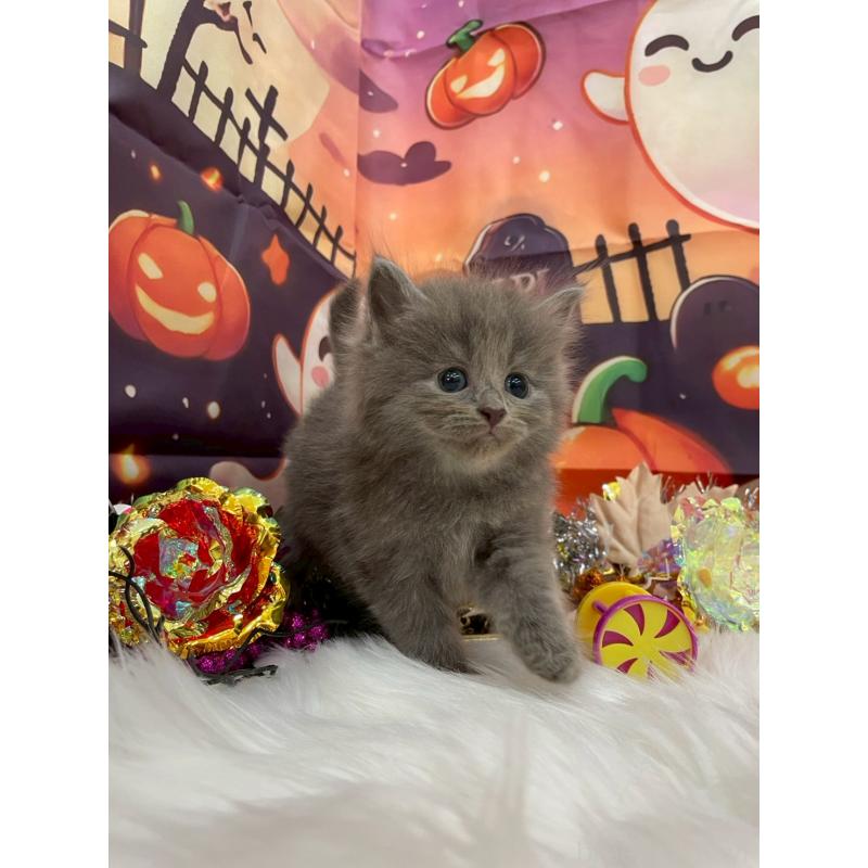 販売中の埼玉県のサイベリアン-129320の7枚目