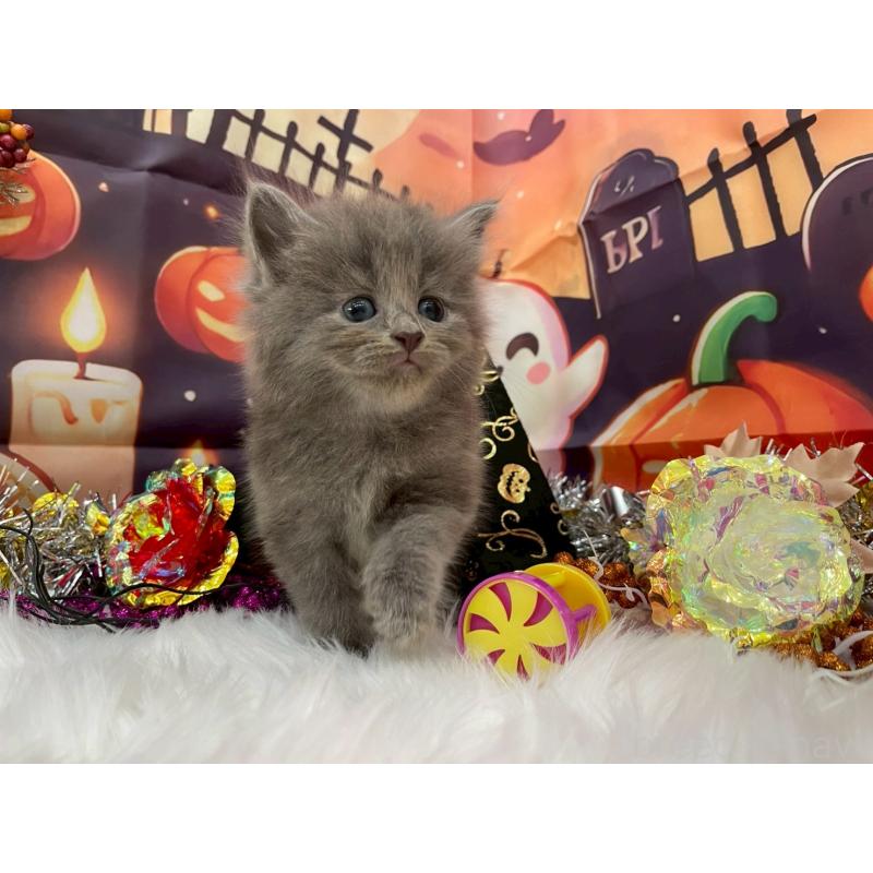 販売中の埼玉県のサイベリアン-129320の6枚目