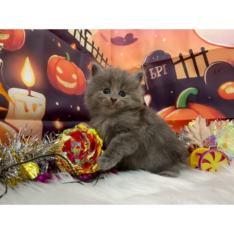 販売中の埼玉県のサイベリアン-129320の5枚目