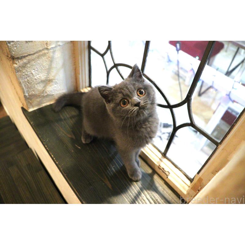 成約済の大阪府のスコティッシュフォールド-123476の8枚目