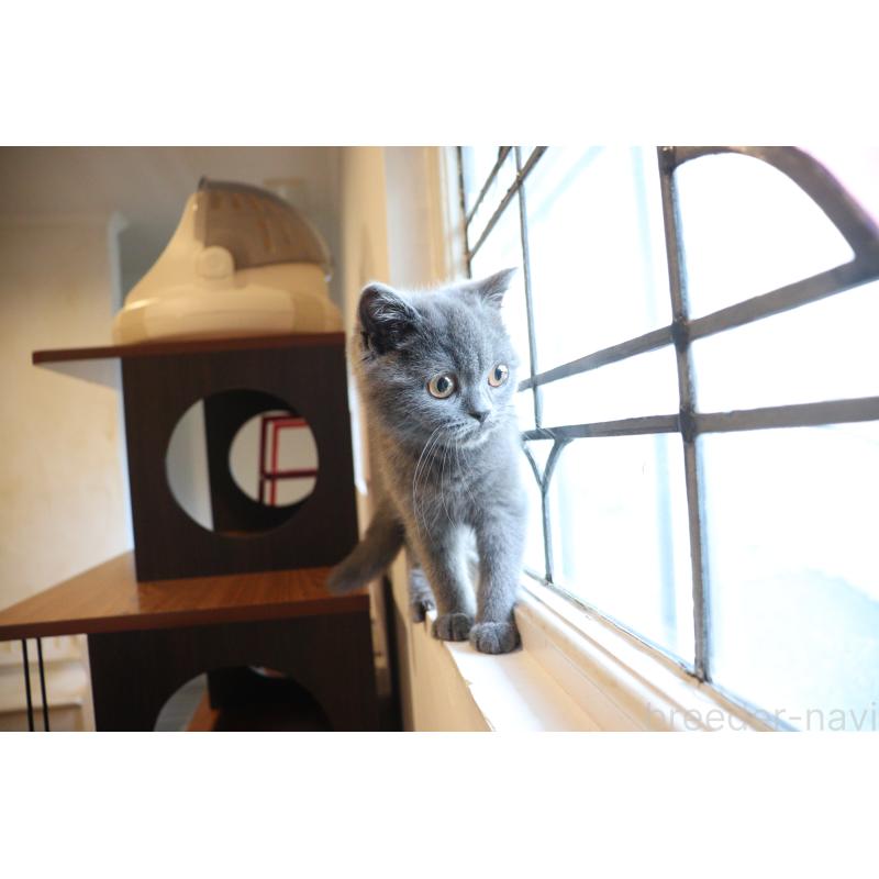 成約済の大阪府のスコティッシュフォールド-123476の7枚目