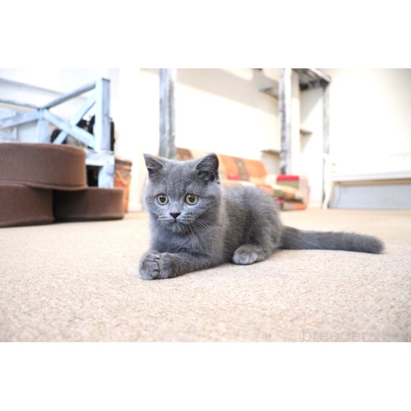 成約済の大阪府のスコティッシュフォールド-123476の6枚目