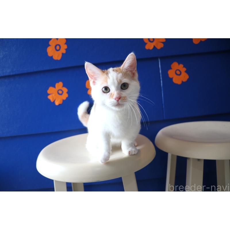 販売中の大阪府のマンチカン(短足)-123963の8枚目