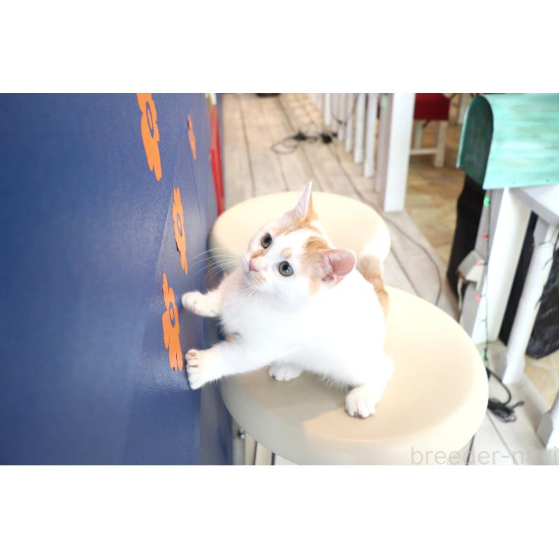 販売中の大阪府のマンチカン(短足)-123963の7枚目