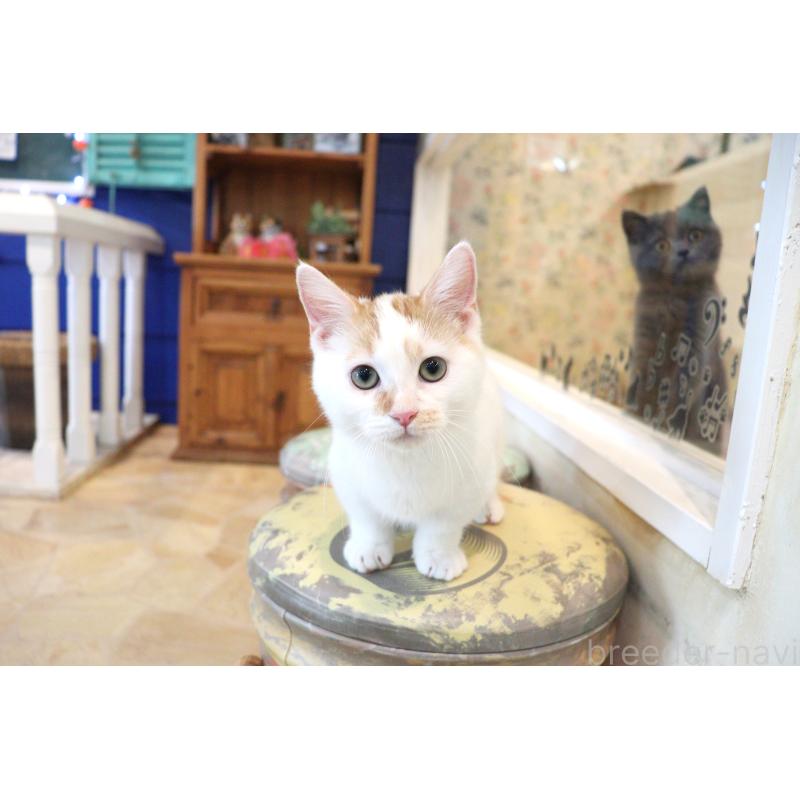 販売中の大阪府のマンチカン(短足)-123963の6枚目