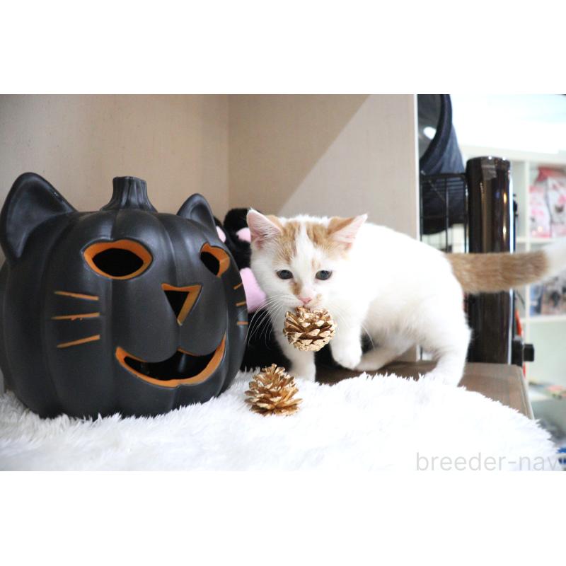 販売中の大阪府のマンチカン(短足)-123963の5枚目